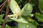 Slimleaf pawpaw